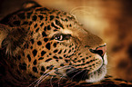 North China Leopard