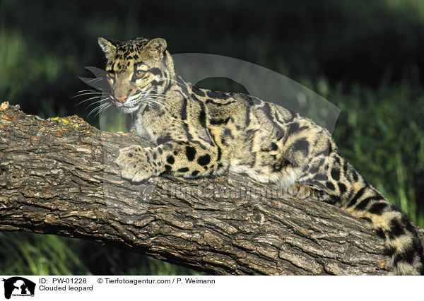 Clouded leopard / PW-01228