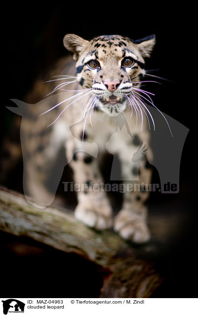 clouded leopard / MAZ-04963