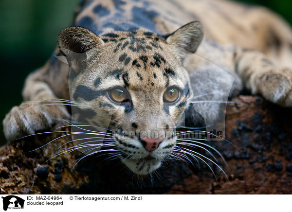 clouded leopard / MAZ-04964