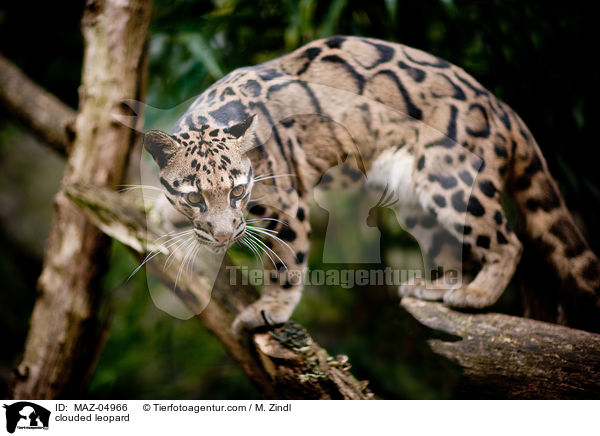 clouded leopard / MAZ-04966