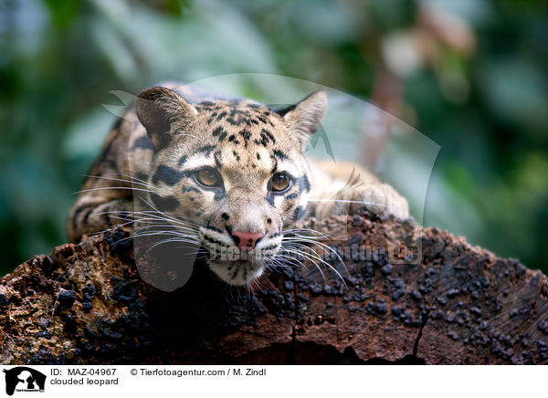 clouded leopard / MAZ-04967