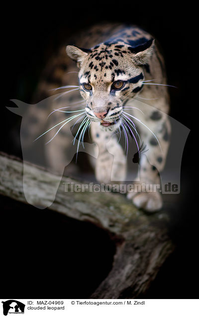 clouded leopard / MAZ-04969