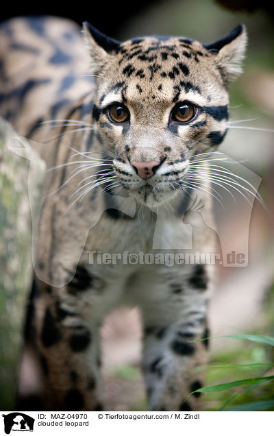 clouded leopard / MAZ-04970
