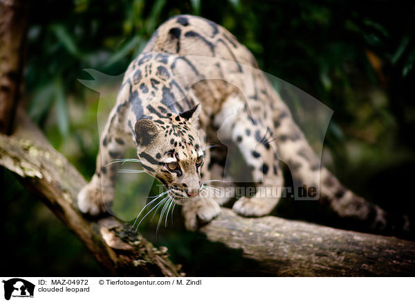 clouded leopard / MAZ-04972