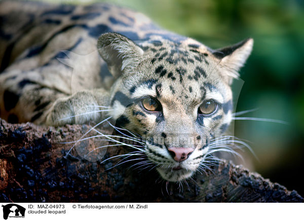 clouded leopard / MAZ-04973