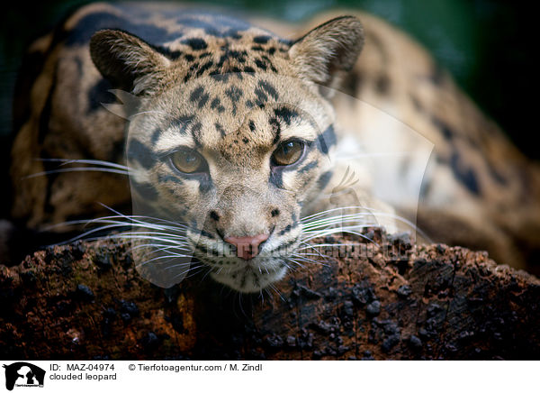 clouded leopard / MAZ-04974