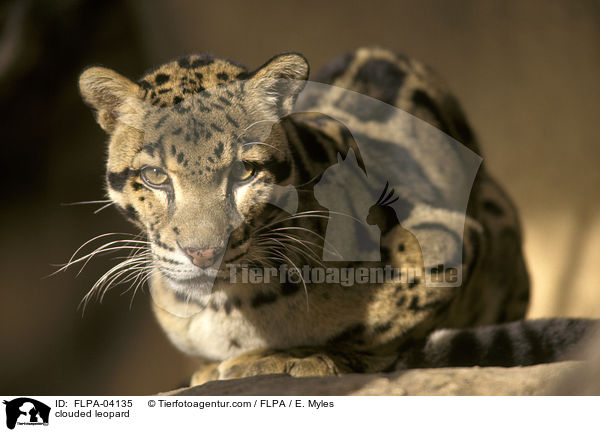 Nebelparder / clouded leopard / FLPA-04135