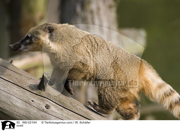 Nasenbr / coati / WS-02164