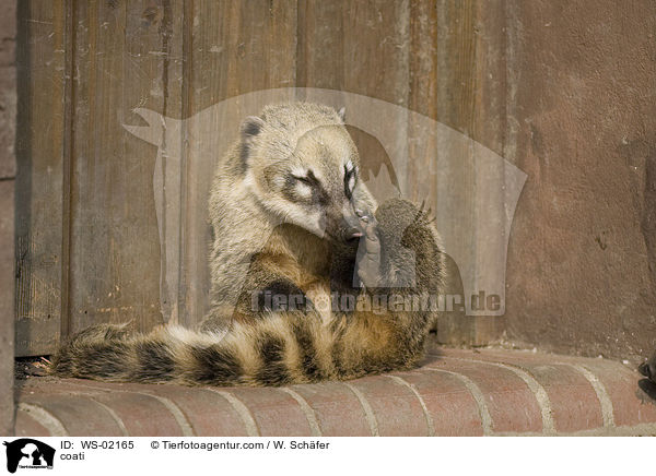 coati / WS-02165