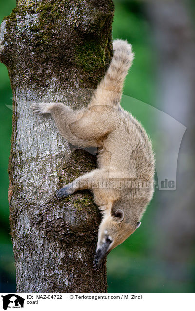 coati / MAZ-04722