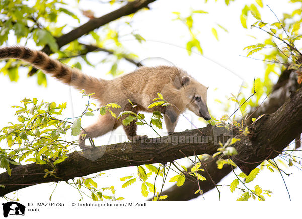 Nasenbr / coati / MAZ-04735