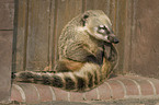 coati