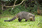 walking coati