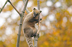 coati