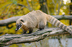 coati