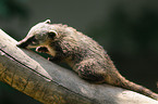 young coati