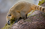 coati