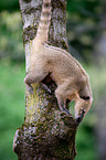 coati