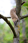 coati