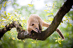 coati