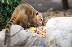 coati