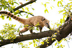 coati