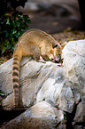 coati