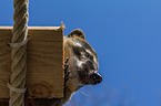 coati