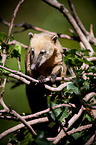 coati