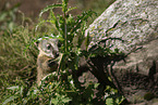 coati