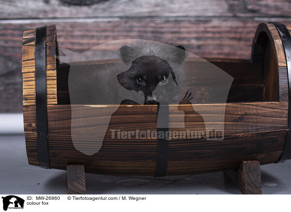 colour fox / MW-26860