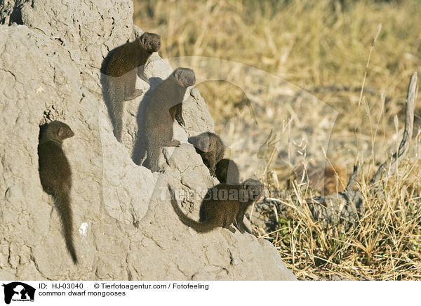 Sdliche Zwergmangusten / common dwarf mongooses / HJ-03040