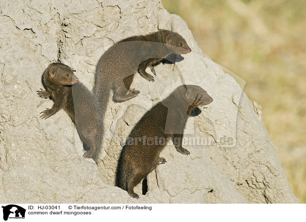 Sdliche Zwergmangusten / common dwarf mongooses / HJ-03041