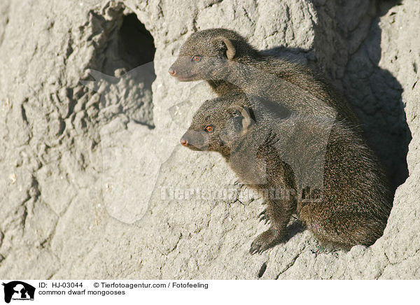 common dwarf mongooses / HJ-03044
