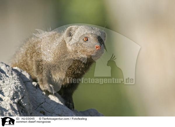 Sdliche Zwergmanguste / common dwarf mongoose / HJ-03045