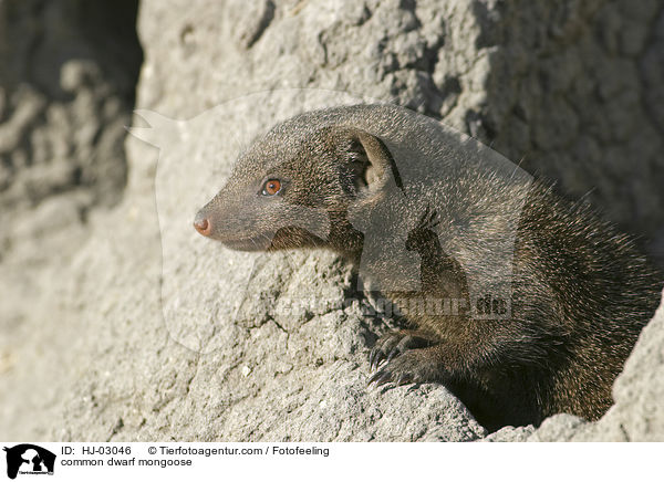 Sdliche Zwergmanguste / common dwarf mongoose / HJ-03046