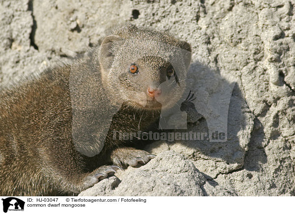 Sdliche Zwergmanguste / common dwarf mongoose / HJ-03047