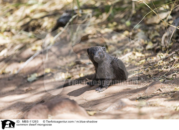 Sdliche Zwergmanguste / common dwarf mongoose / MBS-11263