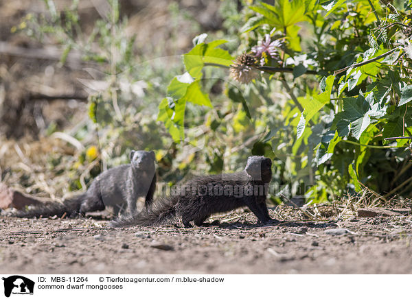 Sdliche Zwergmangusten / common dwarf mongooses / MBS-11264