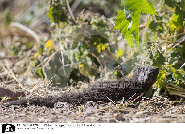 Sdliche Zwergmanguste / common dwarf mongoose / MBS-11267