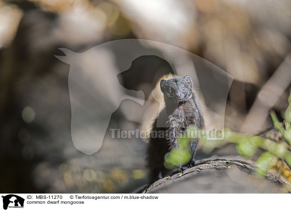 common dwarf mongoose / MBS-11270