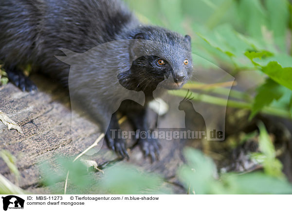 common dwarf mongoose / MBS-11273