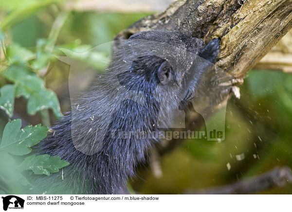 common dwarf mongoose / MBS-11275