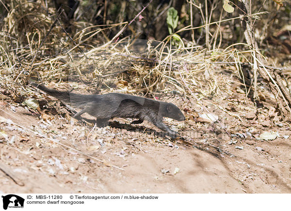 common dwarf mongoose / MBS-11280