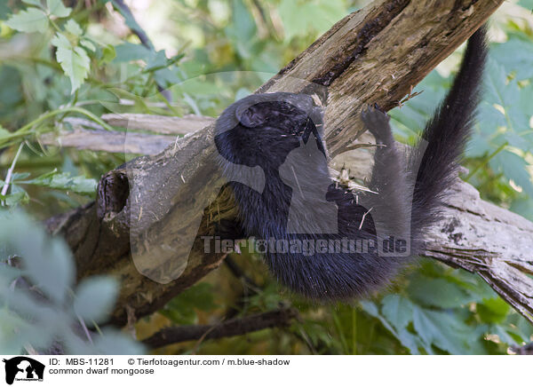 common dwarf mongoose / MBS-11281