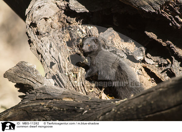 common dwarf mongoose / MBS-11282