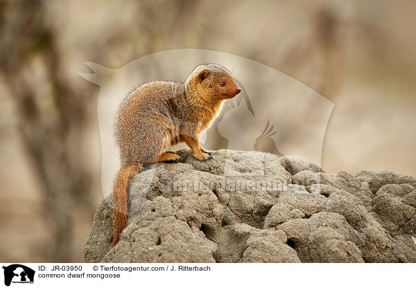 Sdliche Zwergmanguste / common dwarf mongoose / JR-03950