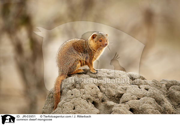 Sdliche Zwergmanguste / common dwarf mongoose / JR-03951
