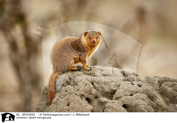 common dwarf mongoose / JR-03952